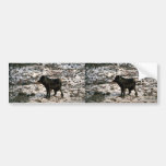 Wolf Bumper Stickers