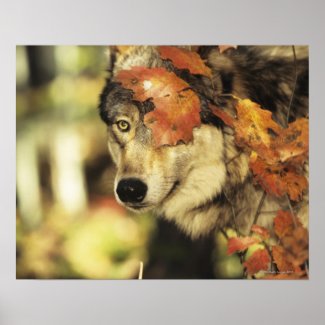 Wolf (Canis lupus), headshot, with Autumn color, Posters