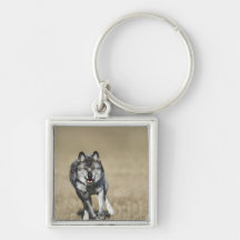 Wolf (Canis Lupus) Running Towards Camera Key Chain