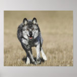 Wolf (Canis Lupus) Running Towards Camera Posters