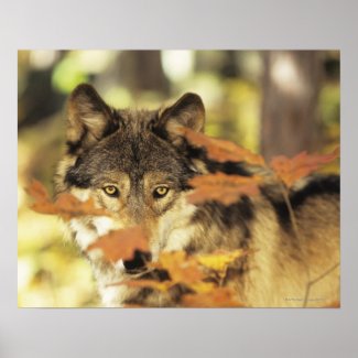 Wolf (Canis lupus) with autumn color, Canada Posters