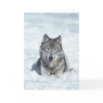 Wolf Greeting Cards