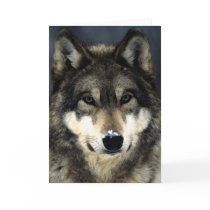 Wolf Greeting Card
