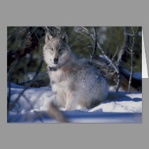 WOLF cards