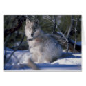 WOLF cards by zipflmeister WOLF cards