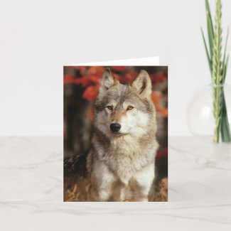 Wolf Cards