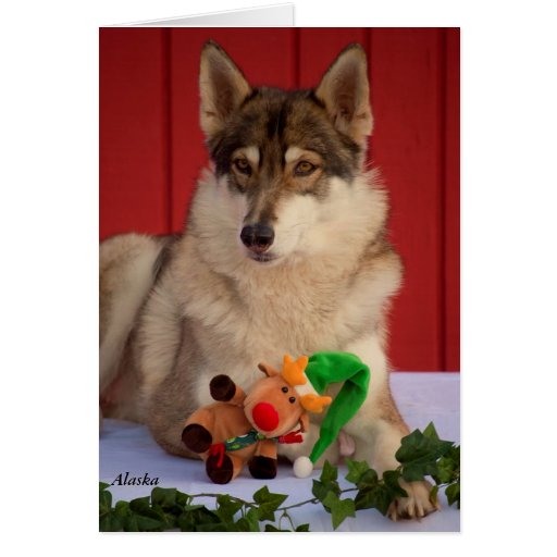 wolf-christmas-card-zazzle