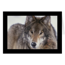 Wolf Close-Up Greeting Card