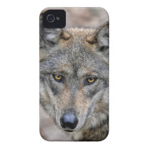 Wolf Close-Up