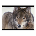 Wolf Close-Up Post Cards