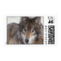 Wolf Close-Up stamp