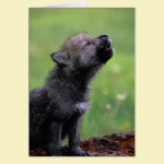 Wolf Cub Howling Missing You Card