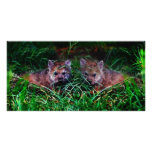 Wolf Cubs Photo Card