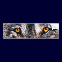 Wolf Eyes bumper stickers