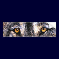 Wolf Eyes bumper stickers