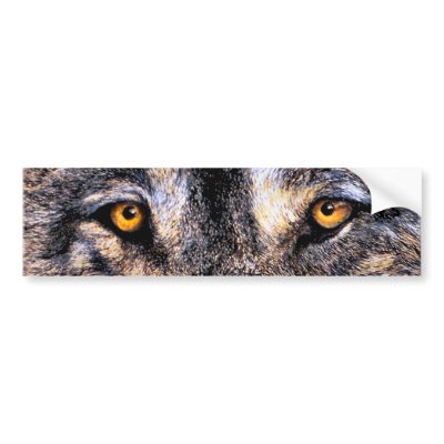 Wolf Eyes Bumper sticker by artbyjolyn