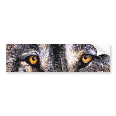 Wolf Eyes Bumper sticker by artbyjolyn