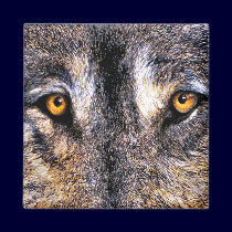 Wolf Eyes Magnet