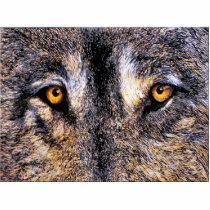 Wolf Eyes photo sculpture photo sculptures