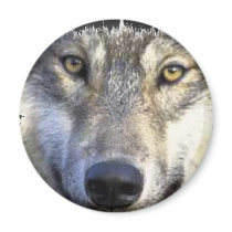 Wolf face close up fridge magnets