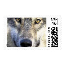 Wolf face close up postage stamp