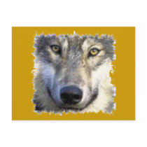 Wolf face close up postcard