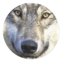 Wolf face close up round stickers
