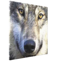 Wolf face Wrapped Canvas 24x24" Stretched Canvas Print