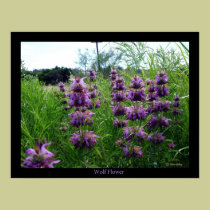 Wolf Flower posters