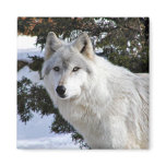 wolf fridge magnets