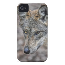 Wolf Glimpse