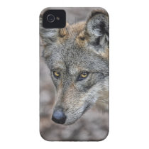 Wolf Glimpse