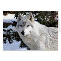 wolf greeting card