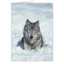 Wolf Greeting Cards