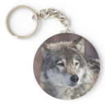 animals, dog, gray, parks, predator, snow,