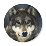 Wolf Magnets