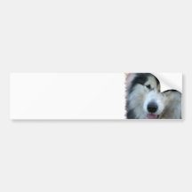 Wolf Malamute Picture Bumper Sticker