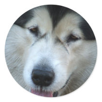 Wolf Malamute Picture Stickers