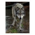 Wolf On the Prowl posters by Tberling Wolf On the Prowl posters