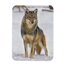 Wolf On Watch Flexible Magnets