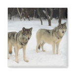 Wolf Pack magnets
