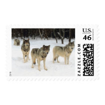 Wolf Pack postage