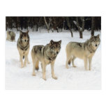 Wolf Pack Postcards