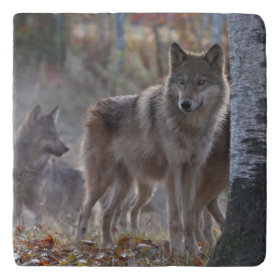 Wolf pack trivets