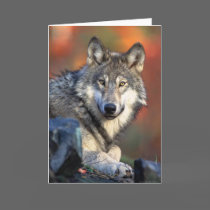 Wolf Photograph