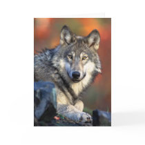 Wolf Photograph cards