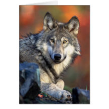 Wolf Photograph Greeting Cards