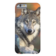 Wolf Photograph iPhone 6 Case