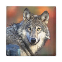 Wolf Photograph magnets by ironydesignphotos Wolf Photograph magnets