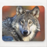 Wolf Photograph Mouse Mat